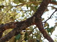 Chene vert, Quercus ilex (en Corse) (Photo F. Mrugala) (1)